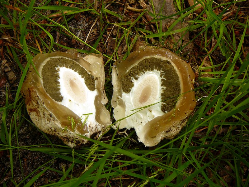 Oeuf de Phallus impudique 001